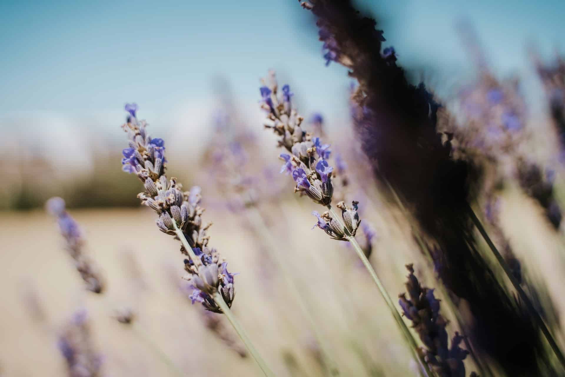 L’huile essentielle de lavande est-elle hydratante ?